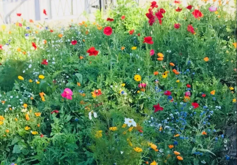 Blomstrande sommaräng