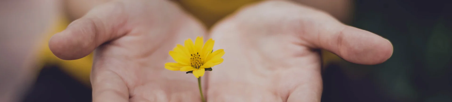 Händer som håller en gul blomma
